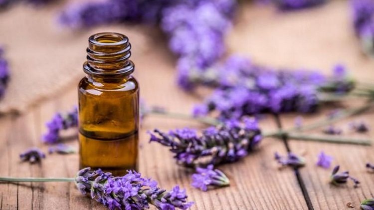 lavanda